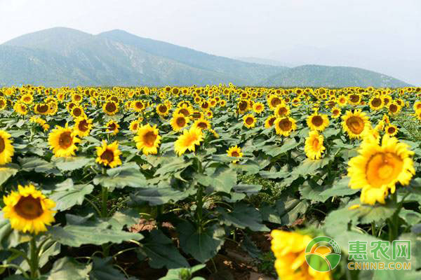 全国葵花价格最新行情分析